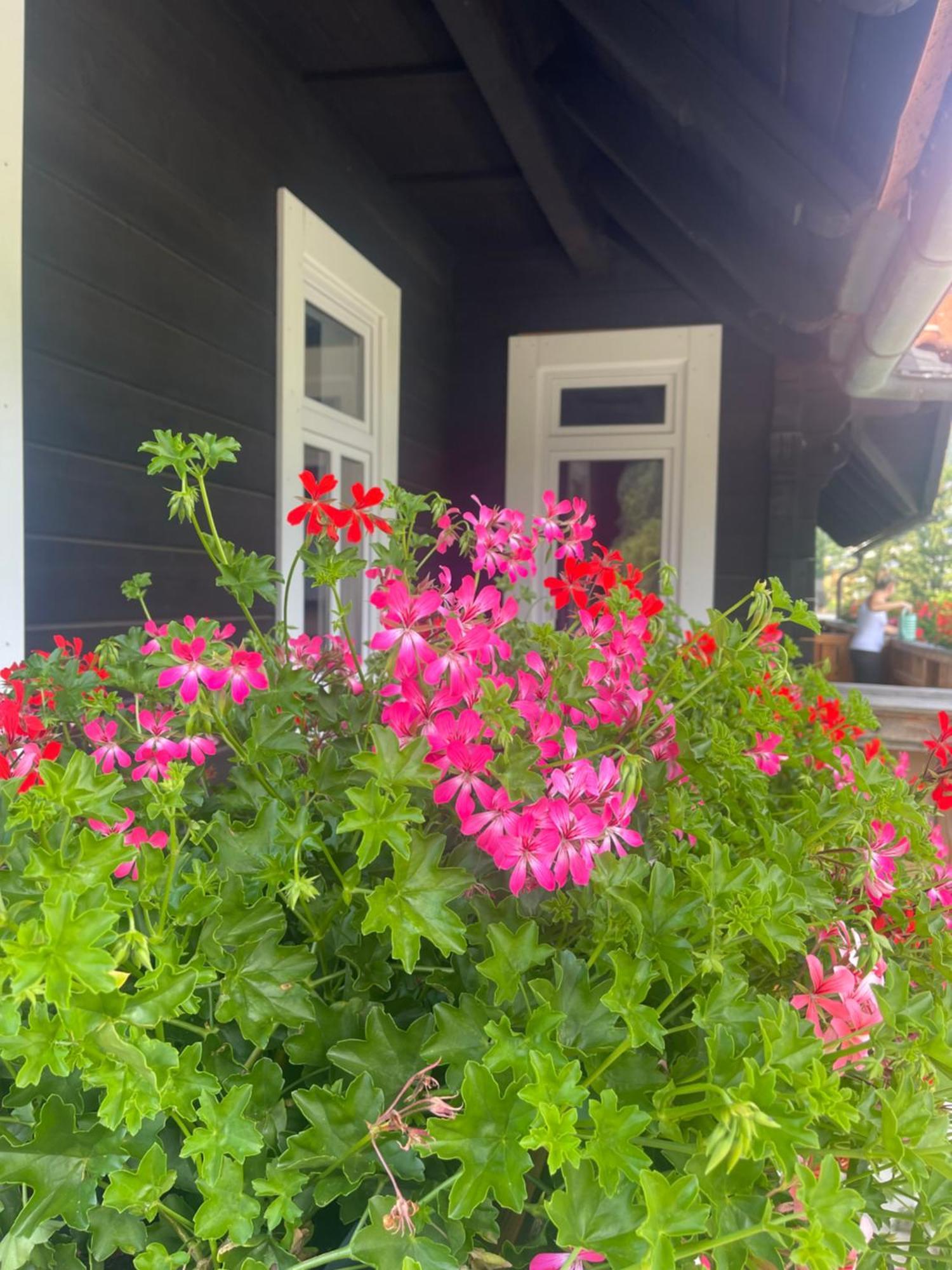 Apartmanovy Dum Jansky Sen Johannisbad Exterior foto